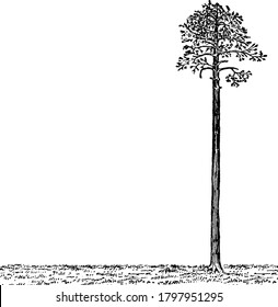 The tree is perfectly straight, as is the ground. This drawing could be used for shadow, proportion, trigonometric, or Pythagorean Theorem problems, vintage line drawing or engraving illustration.