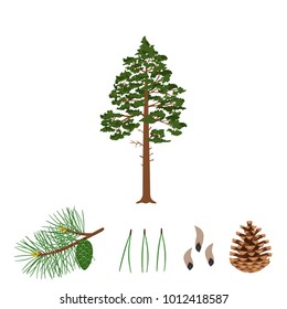 Tree pine, branch, pine cone, needles and pine seeds on a white background. Vector illustration.