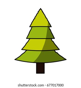 Tree pine isolated