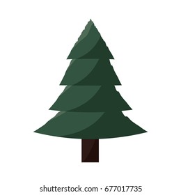 Tree pine isolated