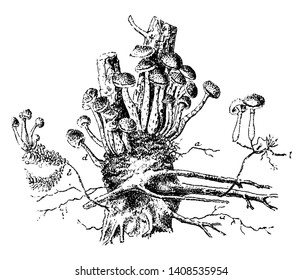Es ist Baum der Kiefer. Und die Wurzeln des Pilzes wachsen von der Gruppe auf Baum, Vintage-Linie Zeichnung oder Gravitation Illustration.