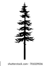 tree pine silhouette, cypress evengreen vector, cedar forest wood illustration, conifer tree logo template, tattoo  design, white and black drawing illustration, icon tree template