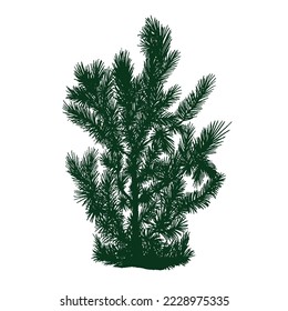 Tree pine silhouette. Pine forest wood illustration. White and black drawing illustration.