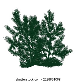 Tree pine silhouette. Pine forest wood illustration. White and black drawing illustration.