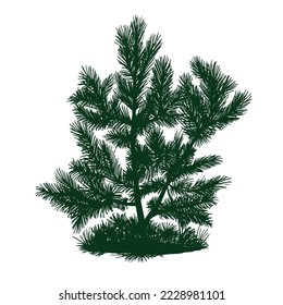 Tree pine silhouette. Pine forest wood illustration. White and black drawing illustration.