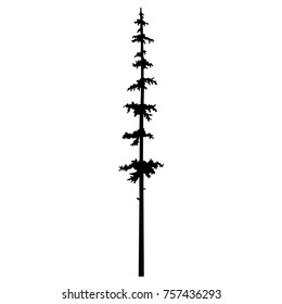 tree pine silhouette vector logo tattoo template design, conifer tree nature pine wood silhouette vector,  cypress isolated illustration - wood tattoos
