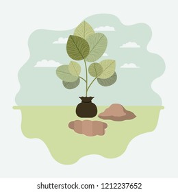 tree plant cultivated in sack