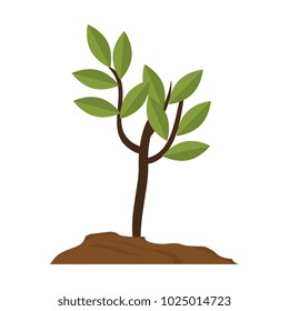 tree plant isolated icon