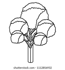 tree plant isometric icon