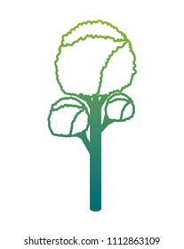 tree plant isometric icon