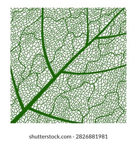 Tree plant leaf vein texture, closeup cells pattern and leaf skeleton background. Birch, maple and oak leaf vein structure. Organic macro abstract green tree foliage with the venation lattice lines