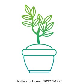tree plant in pot