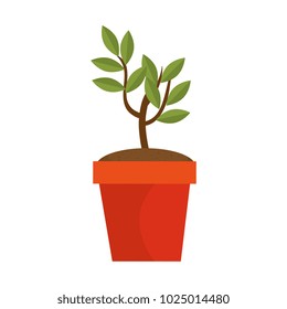 tree plant in pot