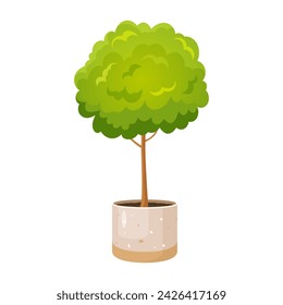 Tree plant in the pot.