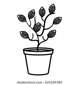 tree plant in pot