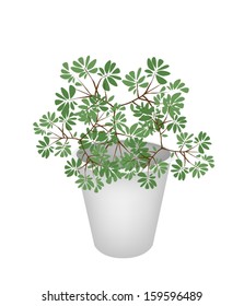 Tree and Plant, Terminalia Ivorensis Trees in Flowerpot for Garden Decoration. 