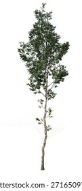 Baum png. Baum ohne Hintergrund.