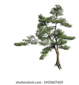 Tree png without background. Bonsai plant.