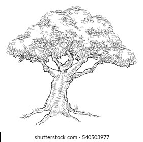 A tree, possibly oak, in a hand drawn vintage woodcut etched engraved style