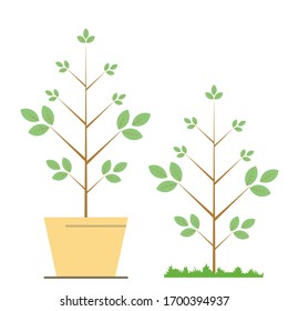 Tree in the pot, tree in the garden, more tree in the word, difference tree in the pot or soil. 