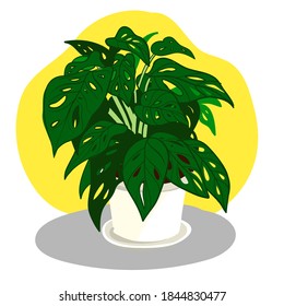 Tree pot - Monstera Adansonii. drawing vector illustration of famous tree with layers.