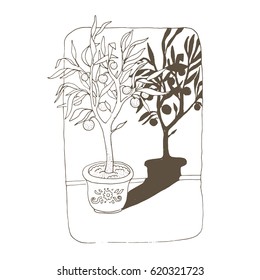 Tree in a pot with a shadow. vector illustration.