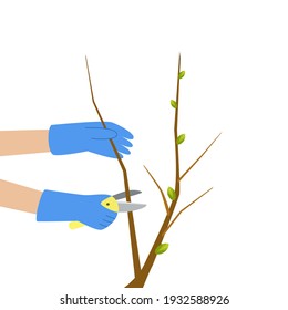 Tree pruning. Branches trimming. Secateurs using. Spring gardening vector illustration. Garden care.