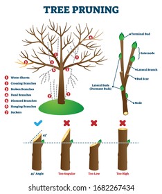 Tree pruning vector illustration. Labeled educational plant shaping scheme. Explanation with branch cutting correct method and mistakes. Biological diagram with branch structure and removal reasons.