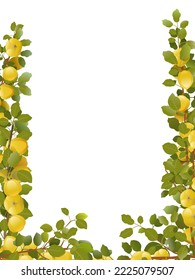 Tree quince with ripe fruits. Branches in form of frame. Garden plant with edible harvest. Branch with foliage and leaves. Isolated on white background. Vector