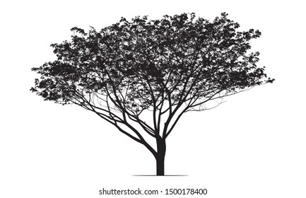 Tree (Rain tree) in silhouette.
The high contrast style on white background, vector file