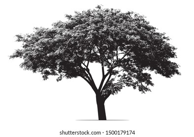 Tree (Rain tree) in silhouette.
The high contrast style on white background, vector file