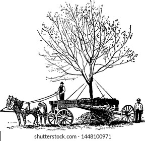 Tree relocation vintage engraved illustration. 