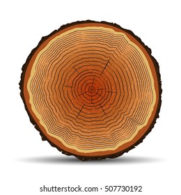 Tree rings, cross section, trunk stump. Vector isolated illustration.