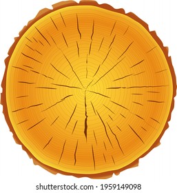 Tree rings saw cut tree trunk background on white background.
