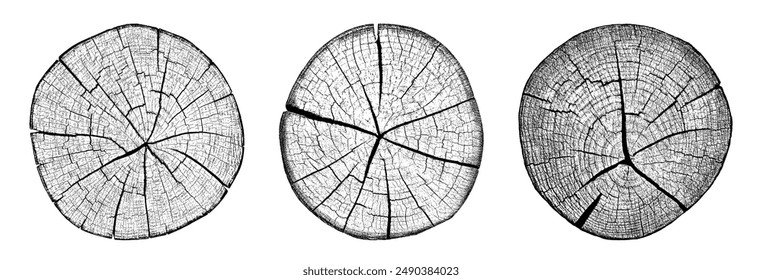 Tree rings vector set. Wood trunk cross sections with detailed growth rings, natural cracks and grain texture. Botanical wood slices isolated, ideal for design, backgrounds, branding and print.