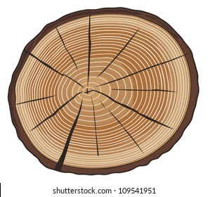tree rings (wood cross section)