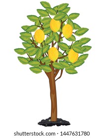Tree with ripe fruit lemon in garden