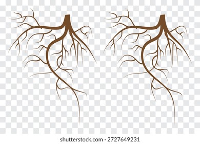 Conjunto castanho da raiz da árvore, ilustração do sistema da raiz natural, projeto do padrão da ramificação orgânica, coleção do vetor botânico, raízes marrons isoladas no fundo branco. Ilustração vetorial. 