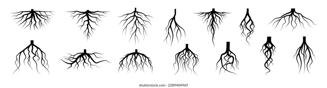 Tree root icon set. Tree root silhouette set.
