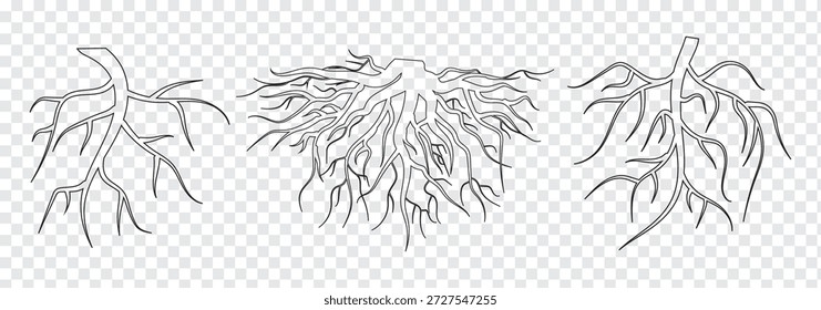 Conjunto de iconos de raíz de árbol. Silueta de raíz de árbol sobre fondo transparente. Ilustración aislada de la Plantilla del diseño del logotipo del icono de la raíz. Conjunto de EPS 10.