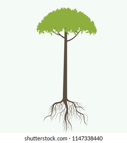 tree and root ilustration