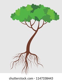 tree and root ilustration