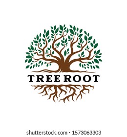 Tree Root Logo Design Isolated Background, Vector 