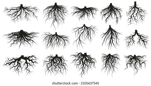 Tree root system, underground growing plants stems. Branched roots, botany plants, trees, vegetables roots vector illustration set. Underground root system. Tree underground root