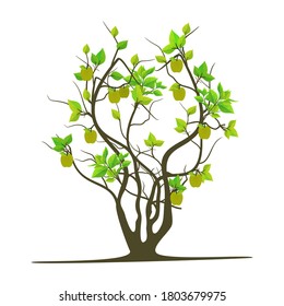Tree with rooted green leaves and green apple fruit, vector illustration