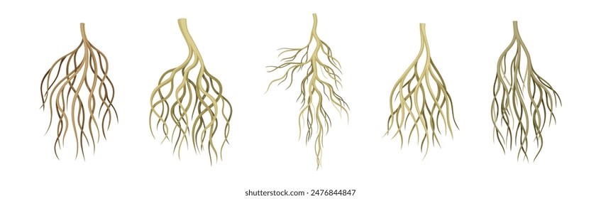 Tree Roots with Bare Branched Stem Vector Set