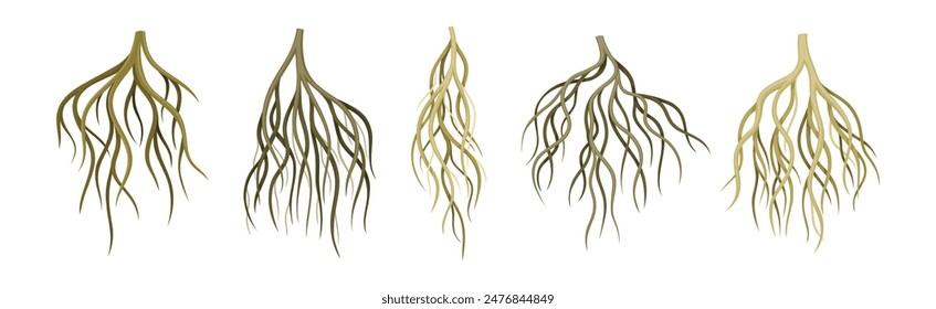 Tree Roots with Bare Branched Stem Vector Set