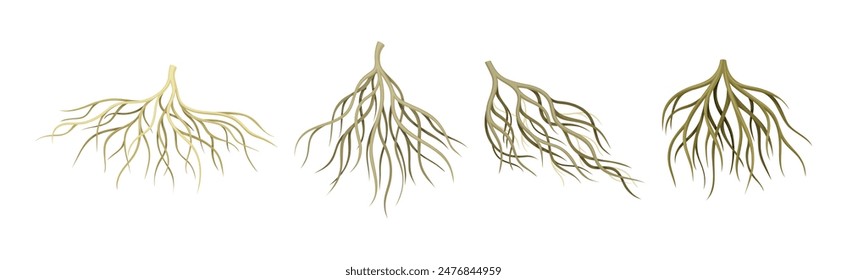 Tree Roots with Bare Branched Stem Vector Set