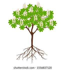 Tree with roots and flowers of horse chestnut on a white background. svg