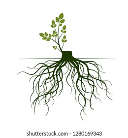 Tree Roots and germinate limb. Roots of plants. Outline Illustration.